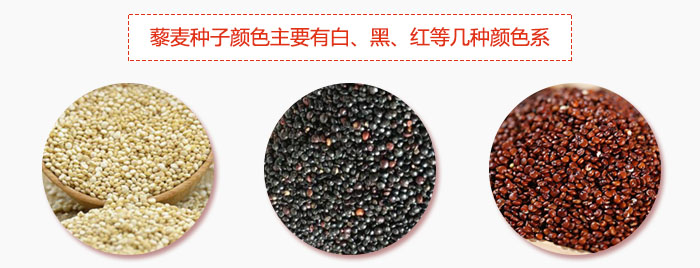 藜麦种子颜色主要有白、黑、红等几种颜色系，营养成分相差不大，其中白色口感好，黑、红色口感相对差些，籽粒也较小。